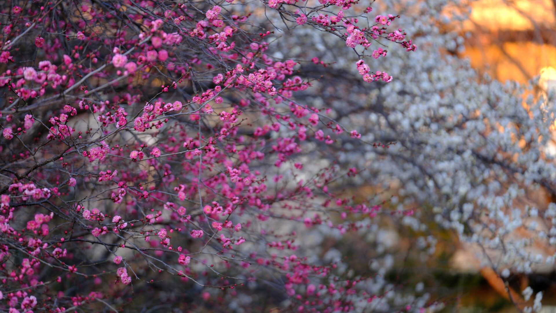 X-T5 2025-02-08 06:50:15 f/2.8 1/60sec ISO-640 140mm Horizontal (normal)