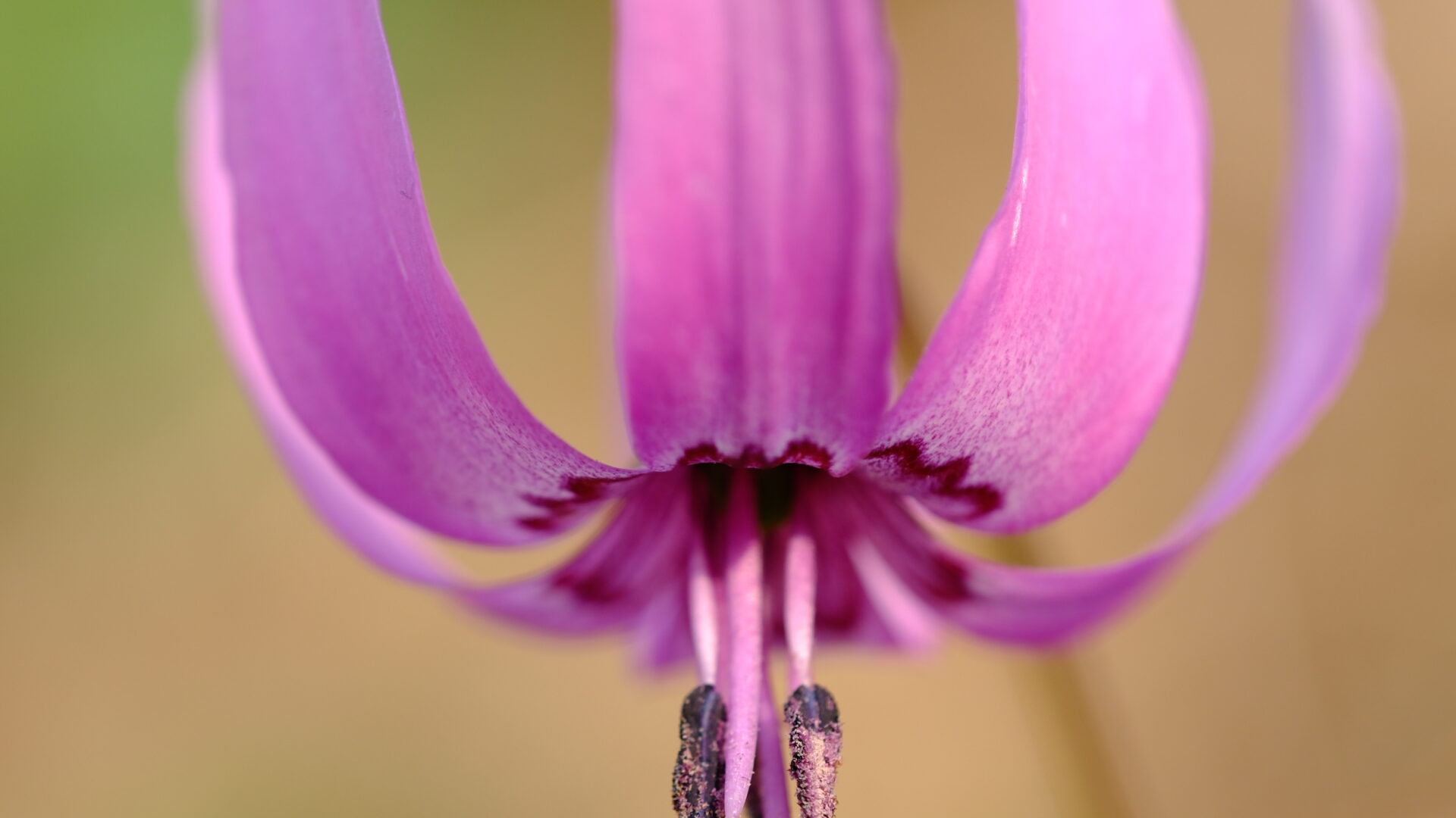 X-T5 2025-03-27 16:10:49 f/2.8 1/100sec ISO-125 80mm Horizontal (normal)