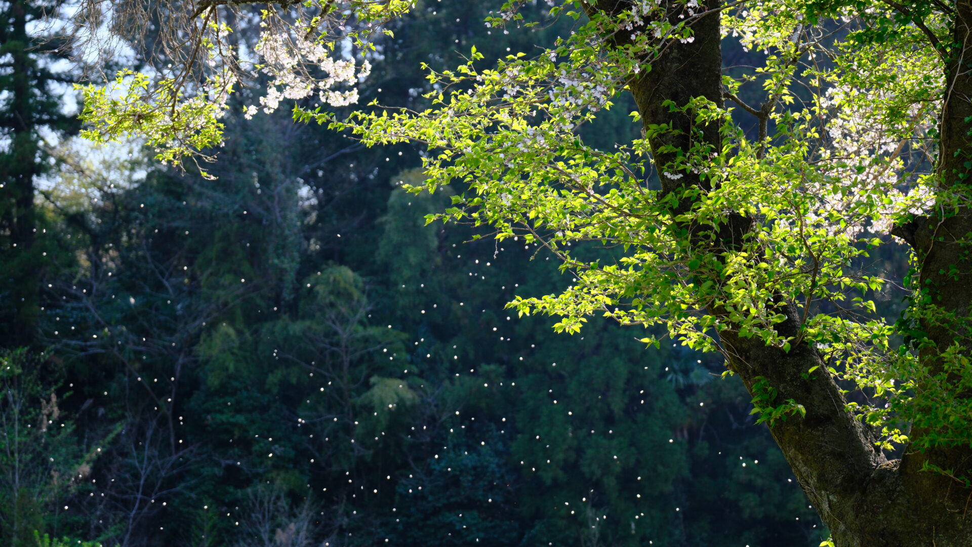 X-T5 2025-04-12 07:39:17 f/2.8 1/500sec ISO-500 54.1mm Horizontal (normal)