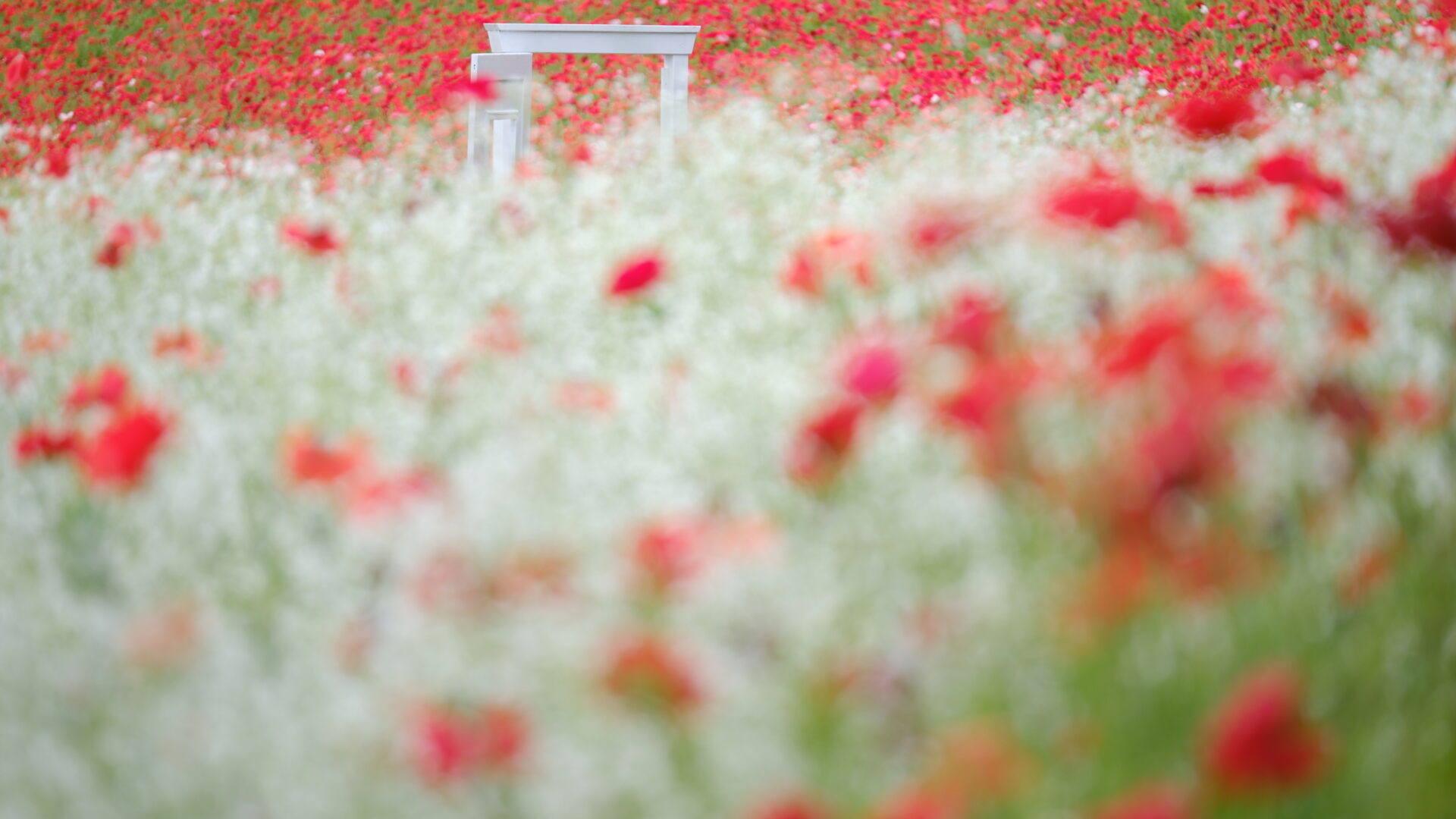 X-T5 2025-05-12 12:26:29 f/2.8 1/350sec ISO-125 140mm ノーマル