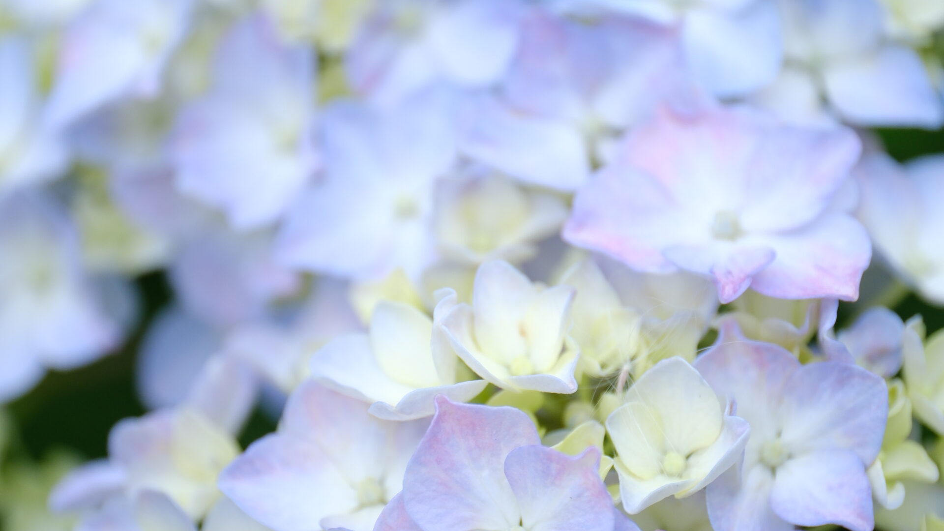 X-T5 2025-06-08 06:04:09 f/2.8 1/75sec ISO-400 50mm ノーマル