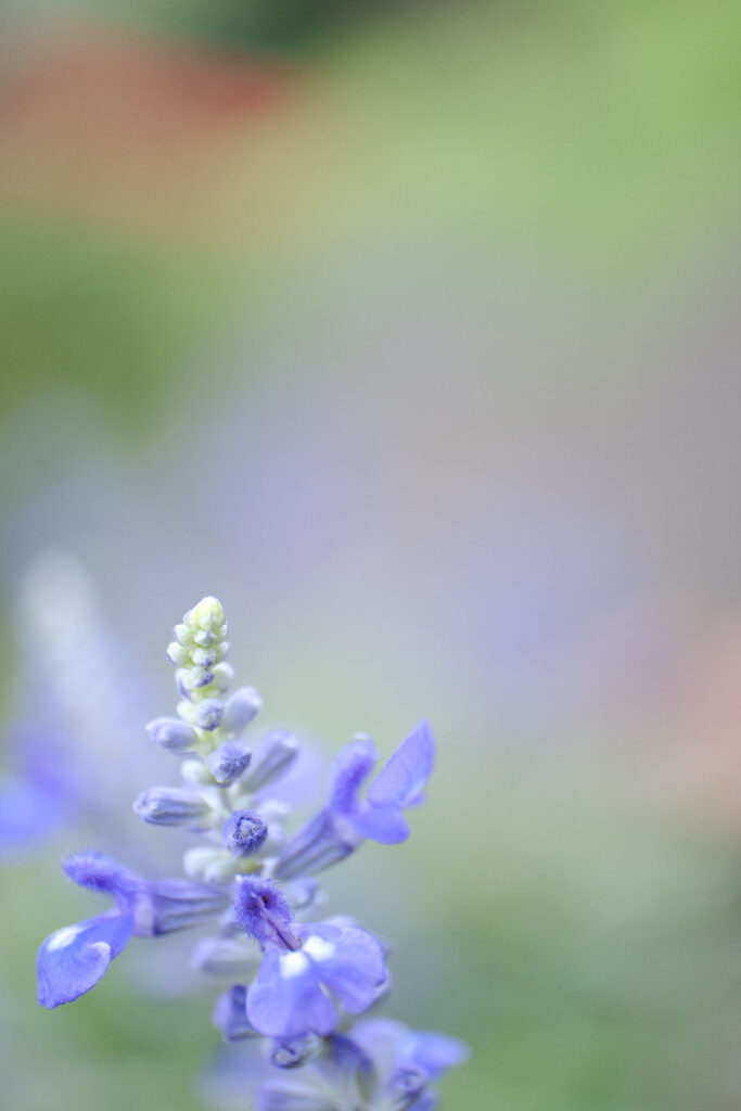 X-T5 2025-07-17 06:51:15 f/2.8 1/75sec ISO-250 50mm