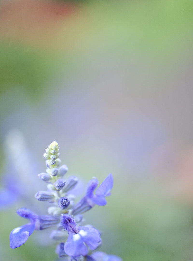 X-T5 2025-07-17 06:51:15 f/2.8 1/75sec ISO-250 50mm