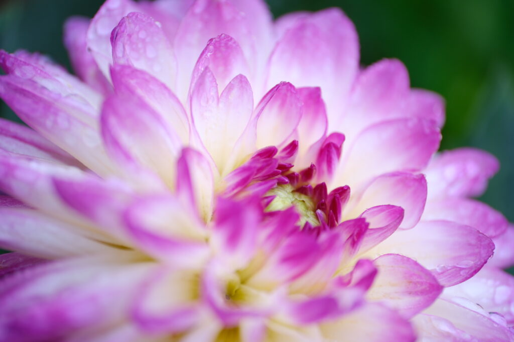 X-T5 2025-09-13 08:29:02 f/2.8 1/85sec ISO-125 50mm ノーマル