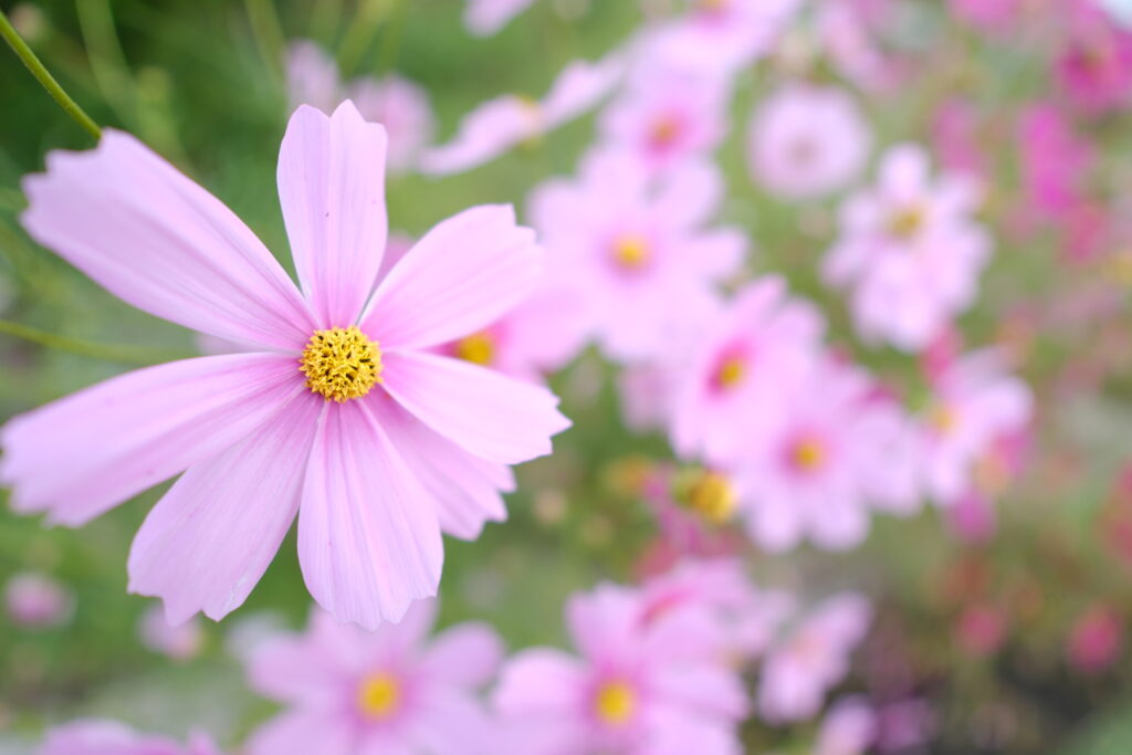 X-T5 2025-10-05 06:49:46 f/1.4 1/480sec ISO-125 12mm ノーマル