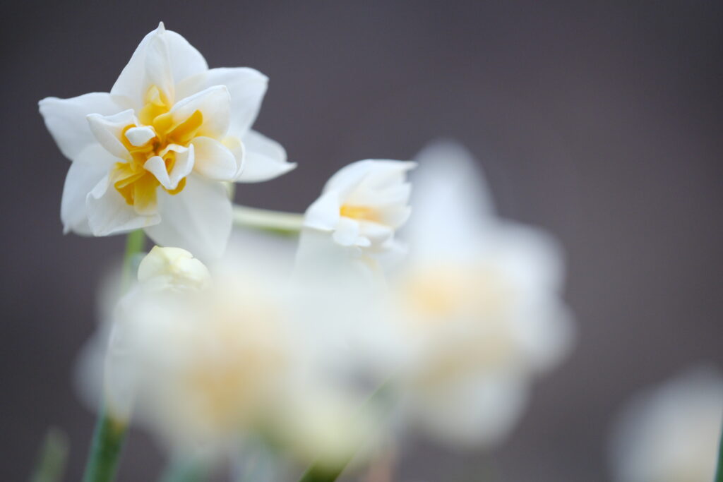 X-T5 2026-01-27 07:18:44 f/2.8 1/120sec ISO-1000 80mm ノーマル