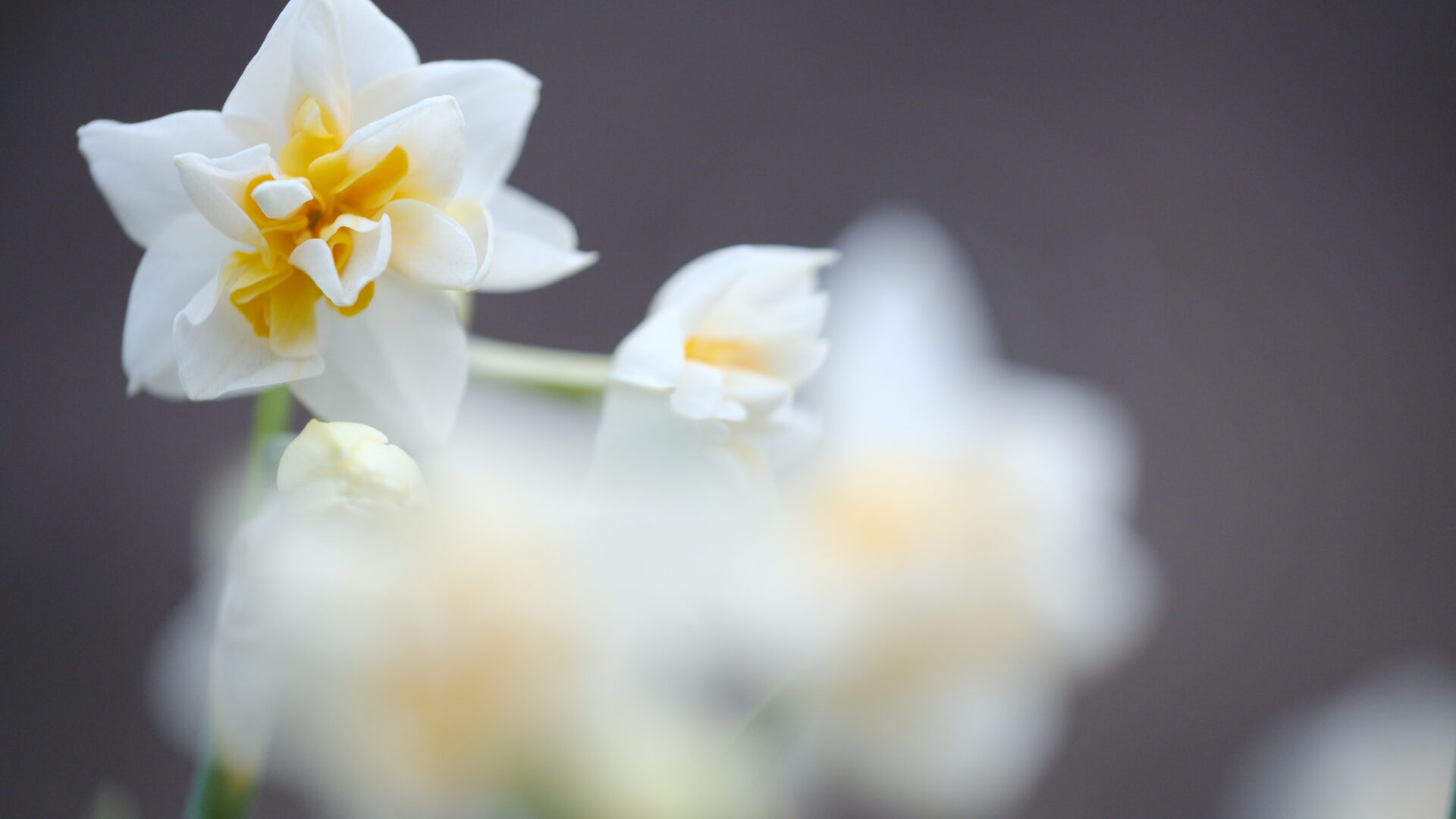 X-T5 2026-01-27 07:18:44 f/2.8 1/120sec ISO-1000 80mm ノーマル