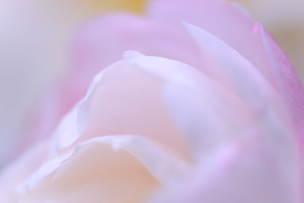 X-T5 2025-11-18 07:01:55 f/4.5 1/60sec ISO-160 180mm ノーマル