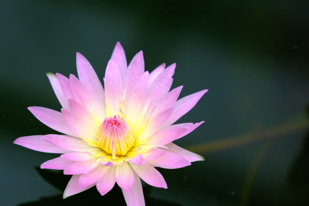 X-T5 2025-12-20 11:11:21 f/4.5 1/60sec ISO-500 180mm ノーマル