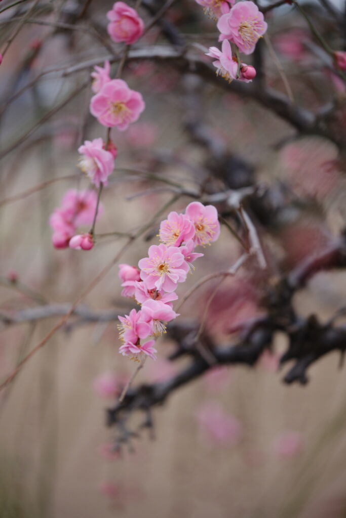 X-T5 2026-02-07 08:25:19 f/2.8 1/100sec ISO-500 80mm ノーマル