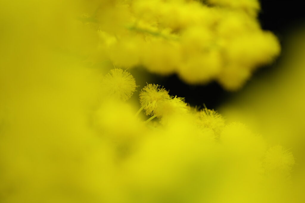 X-T5 2026-03-06 20:57:28 f/2.8 1/5sec ISO-125 80mm ノーマル